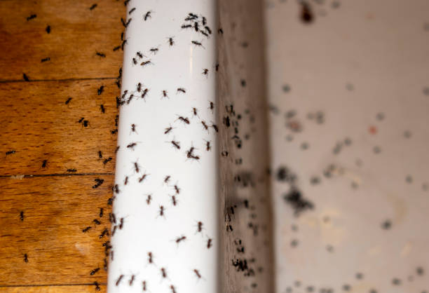 Best Local Pest Control Services  in Greenfield, IL